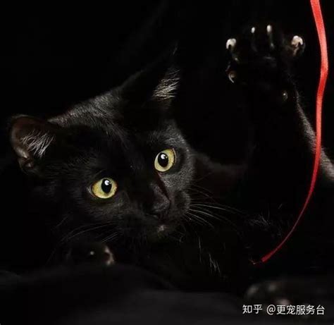 黑猫辟邪|为什么黑猫在中国寓意招财、辟邪，在西方却代表阴邪厄运呢？《。